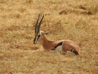 Gazelle in the Serengeti