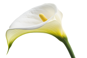 a white flower with a yellow center