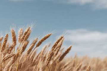 Fototapeta premium serene wheat field under clear blue sky with golden wheat ears swaying gently in breeze