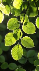 Sunlit green leaves on a branch, backlit, showing intricate veining