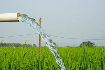 Irrigation of rice fields using pump wells with the technique of pumping water from the ground to...