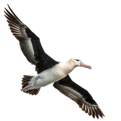 Albatross bird fly full body isolate on white background
