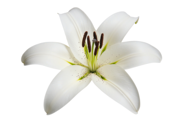 White lily flower with six petals and prominent brown stamens.