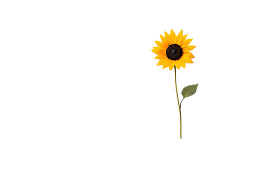 A single sunflower with a long stem and one leaf.