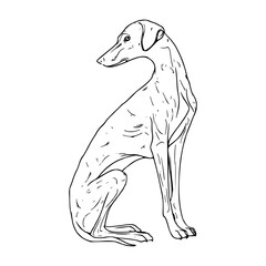 sitting greyhound line art drawing