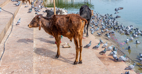 Cows and Pigeons Co-Existing Along Pushkar Lake