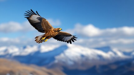 Obraz premium Majestic eagle soaring with open wings against snowy mountains, blue sky