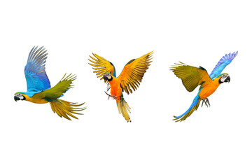 flying macaws: three colorful parrots on transparent background.
