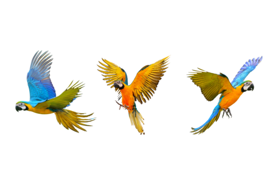flying macaws: three colorful parrots on transparent background.