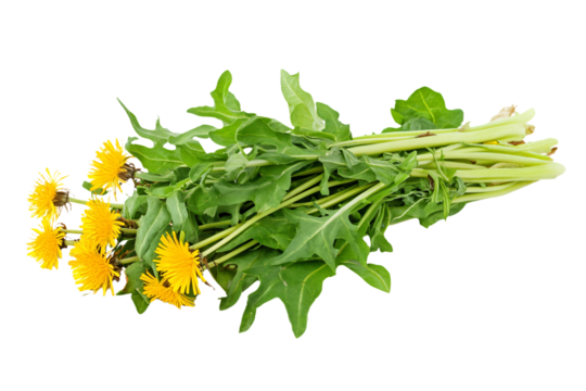 a bunch of dandelions on a white surface