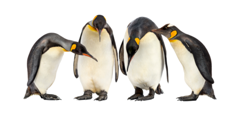 emperor penguins isolated on transparent background.