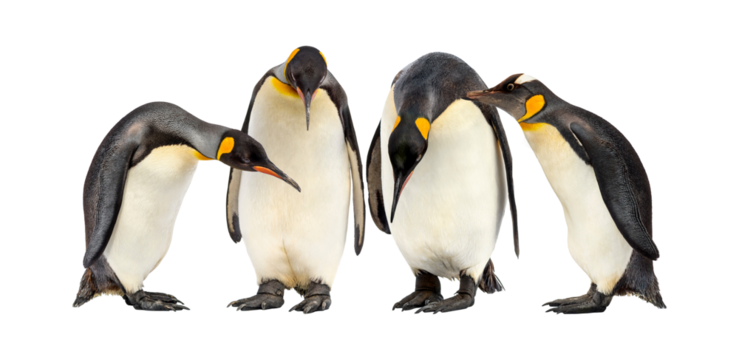 emperor penguins isolated on transparent background. - Powered by Adobe