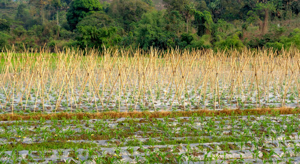 Farm field with bamboo supports for climbing plants. Rural agriculture scene.
