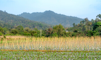 Farm field with bamboo supports for climbing plants. Rural agriculture scene.
