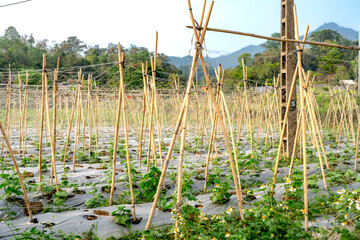 Farm field with bamboo supports for climbing plants. Rural agriculture scene.

