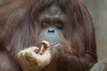 close up of orangutan stretching out its hand