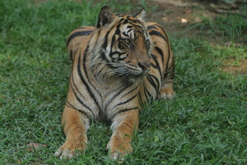 A Sumatran tiger sits quietly in the bushes during the day