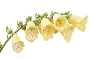 a close up of a flower with yellow flowers
