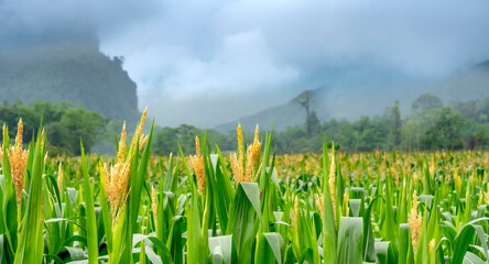 Morning landscape in corn field with mountains and fog in the background
 