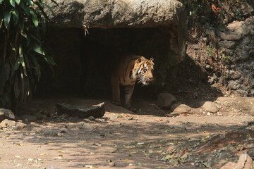 A Sumatran tiger is seen sticking its head out of the darkness.
