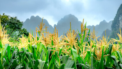 Morning landscape in corn field with mountains and fog in the background
 