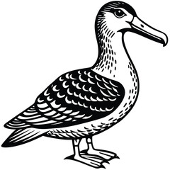 Adobe Illustrator ArtworkTurkey Vulture flying and searching for food
