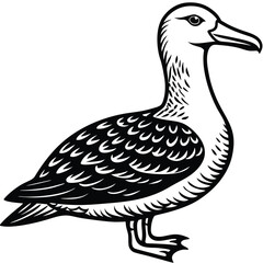 Adobe Illustrator ArtworkTurkey Vulture flying and searching for food
