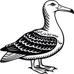 Adobe Illustrator ArtworkTurkey Vulture flying and searching for food
