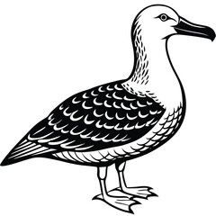 Adobe Illustrator ArtworkTurkey Vulture flying and searching for food
