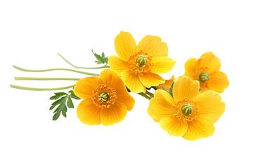 a bunch of yellow flowers on a white background