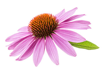 a purple flower with a green leaf on it