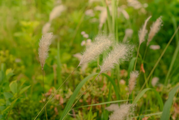 風に揺れる白い穂と緑の草むらの植物