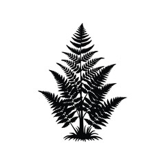 Elegant silhouette of a fern plant in black and white on a clean white background