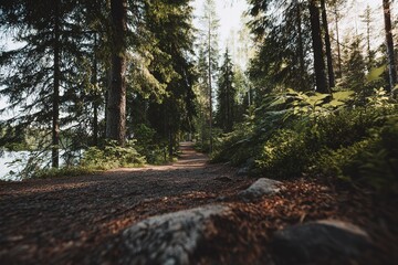 Forest Path Through Trees With Sunlight