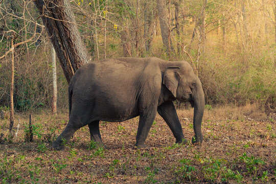 Asiatic Elephant