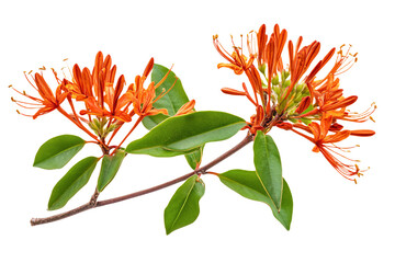 a branch of a flower with orange flowers