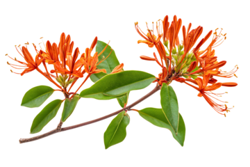 a branch of a flower with orange flowers