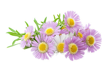 Fototapeta premium a bunch of purple flowers with green leaves