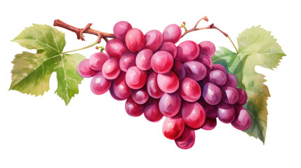 Fototapeta premium Watercolor Red Grapes Clipart — Hand-Painted Fruit Illustration on Transparent Background