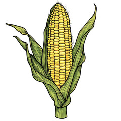 corn cob on the cob isolated on white and transparent background. PNG cutout. corn cob, corn on the cob, sweet corn, isolated corn, corn cob isolated, corn PNG, cutout corn, transparent background,