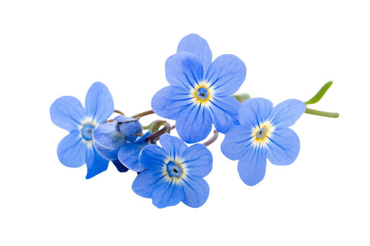 a bunch of blue flowers on a white background