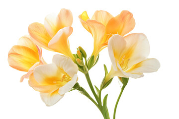 Obraz premium a vase with some flowers in it