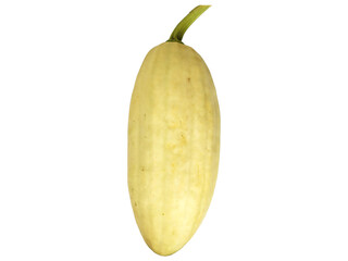 Whole Mature White Bottle Gourd with Natural Skin Texture Isolated on White Background