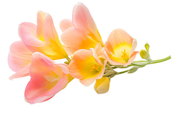 Naklejka premium a close up of a flower with a white background