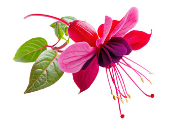 a fuchsia flower with green leaves on a white background