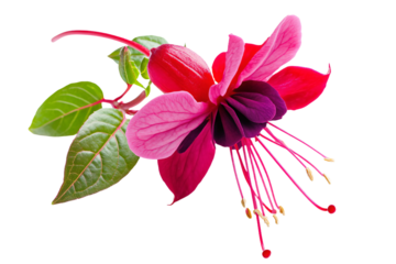 a fuchsia flower with green leaves on a white background