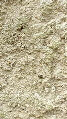 A close-up view of an aged, rough plaster wall with natural discoloration and weathering patterns. The surface shows uneven textures and patches of green moss or mold