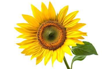Obraz premium a sunflower with a green stem and a white background
