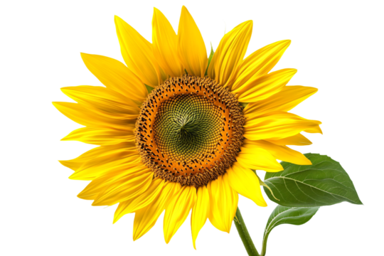 a sunflower with a green stem and a white background