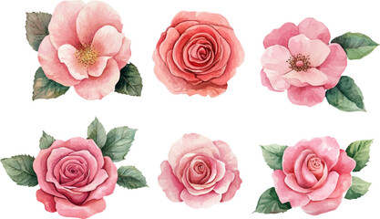 Naklejka premium set of roses vector illustration